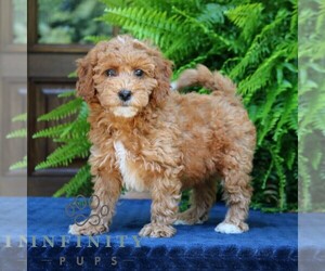 Goldendoodle (Miniature) Puppy for sale in NARVON, PA, USA