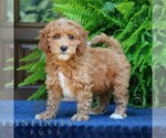 Small Goldendoodle (Miniature)