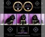 Small Photo #121 Poodle (Miniature) Puppy For Sale in WARSAW, IN, USA