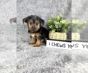Yorkshire Terrier Puppy for sale in INDIANAPOLIS, IN, USA