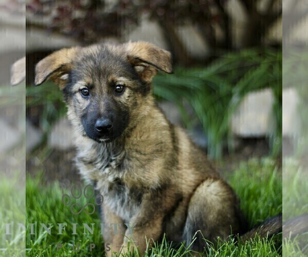 Medium Photo #1 Australian Shepherd-German Shepherd Dog Mix Puppy For Sale in BIRD IN HAND, PA, USA