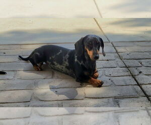 Mother of the Dachshund puppies born on 04/23/2026