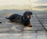 Small Photo #1 Dachshund Puppy For Sale in MUSCOY, CA, USA
