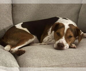 Beagle-Unknown Mix Dogs for adoption in Germantown, OH, USA