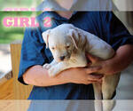 Small #10 American Bulldog
