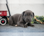Small #1 Cane Corso