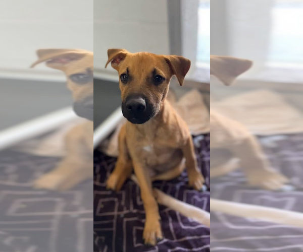 Medium Photo #1 Mutt Puppy For Sale in Dana Point, CA, USA