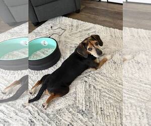 Beagle Dogs for adoption in Greenville, SC, USA