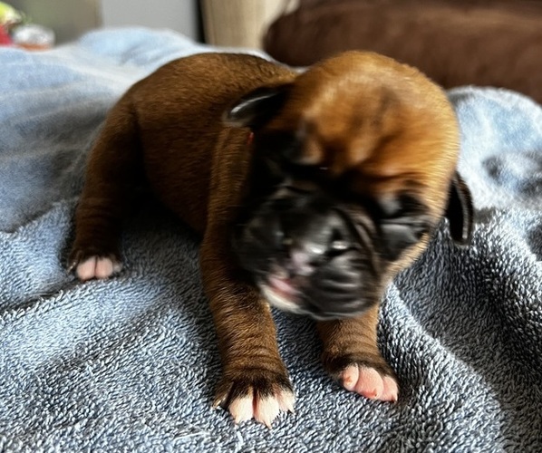 Medium Photo #1 Boxer Puppy For Sale in BLOOMINGTON, IL, USA