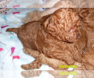 Poodle (Miniature) Puppy for sale in DULUTH, GA, USA