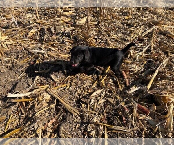 Medium Photo #4 Labrador Retriever Puppy For Sale in OMAHA, NE, USA