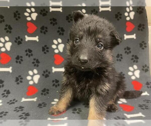 Medium Photo #2 German Shepherd Dog Puppy For Sale in HESPERIA, CA, USA