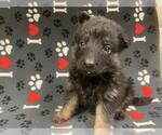 Small #1 German Shepherd Dog