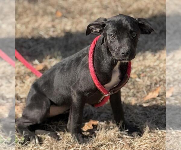 Medium Photo #4 Labrador Retriever-Unknown Mix Puppy For Sale in Yardley, PA, USA