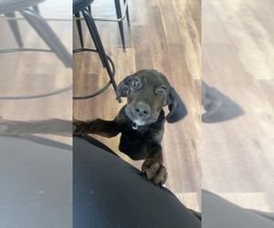 Beagle Puppy for sale in SHEBOYGAN, WI, USA