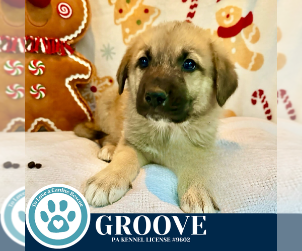 Medium Photo #3 Mutt Puppy For Sale in Kimberton, PA, USA