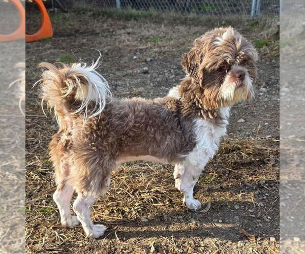 Medium Photo #2 Shih Tzu-Unknown Mix Puppy For Sale in Anniston, AL, USA