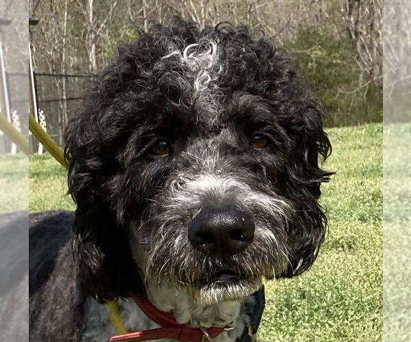 Medium Photo #6 Aussiedoodle Puppy For Sale in Pacolet, SC, USA