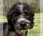 Small #5 Aussiedoodle
