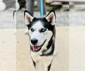 Siberian Husky Dogs for adoption in Jackson , NJ, USA
