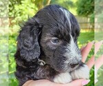 Small #1 F2 Aussiedoodle