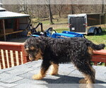 Small Photo #38 Airedale Terrier Puppy For Sale in CHARLESTOWN, IN, USA