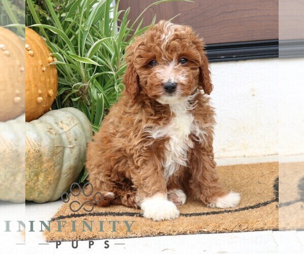 Medium Photo #4 Cavapoo Puppy For Sale in NARVON, PA, USA