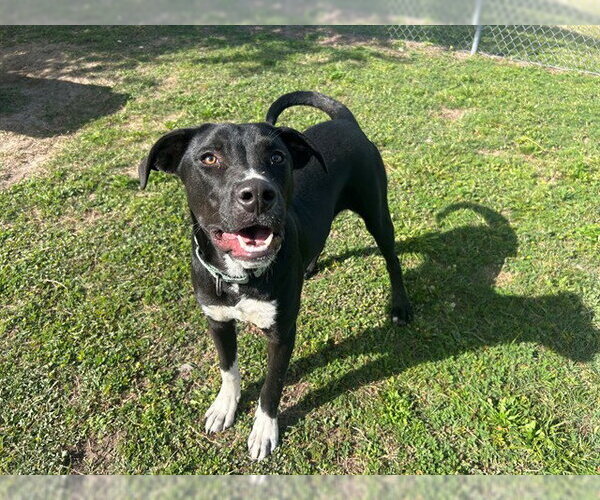 Medium Photo #1 Labrador Retriever-Unknown Mix Puppy For Sale in Ocala, FL, USA
