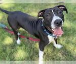 Small American Staffordshire Terrier-Basset Hound Mix