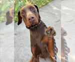 Small Doberman Pinscher