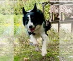 Small #2 Border Collie