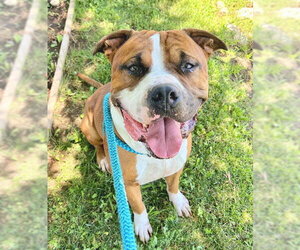 Boxer-Unknown Mix Dogs for adoption in Sacramento, CA, USA