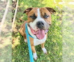Small Boxer Mix