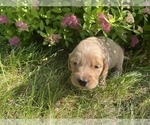 Puppy 15 Goldendoodle