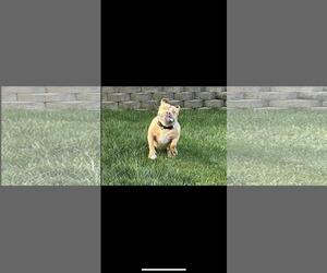 Indie - Female Mutt Dog for Adoption - Photo #4