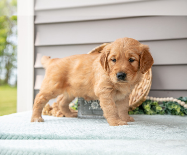Medium Photo #2 Golden Retriever Puppy For Sale in WOLCOTTVILLE, IN, USA