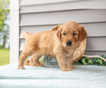 Small #1 Golden Retriever