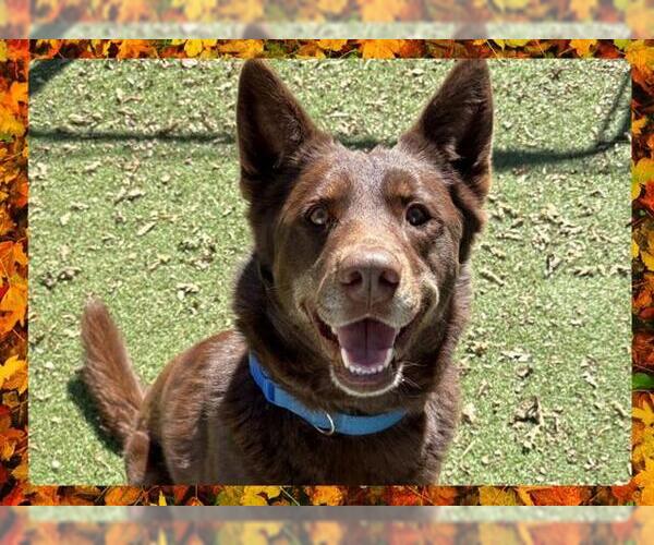 Medium Photo #7 Australian Kelpie Puppy For Sale in Ojai, CA, USA