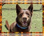 Small #6 Australian Kelpie