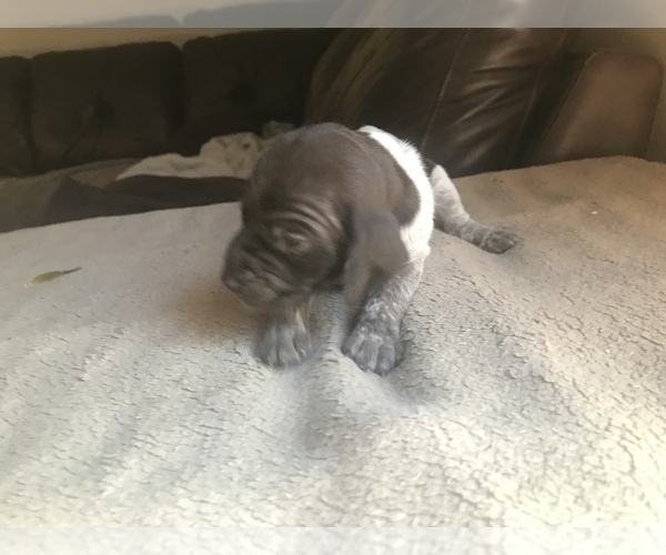 Medium Photo #10 German Shorthaired Pointer Puppy For Sale in MOOSUP, CT, USA