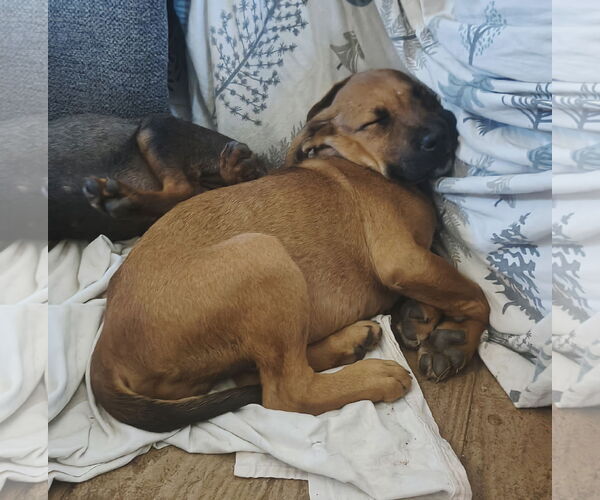 Medium Photo #5 Mutt Puppy For Sale in Fallbrook, CA, USA