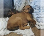 Small #4 Mutt