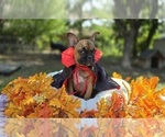 Puppy Grizzly French Bulldog