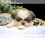 Small Photo #29 Shih Tzu Puppy For Sale in CLARE, MI, USA