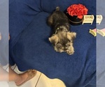 Small #38 Schnauzer (Miniature)