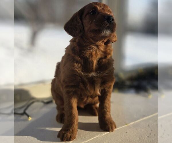 Medium Photo #3 Irish Doodle (Miniature) Puppy For Sale in NEW HOLLAND, PA, USA