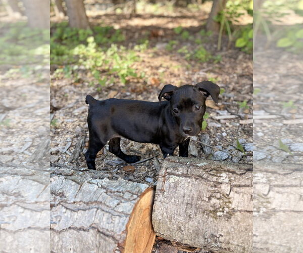 Medium Photo #1 Bulldog-Labrador Retriever Mix Puppy For Sale in Tarrytown, GA, USA