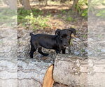Small Bulldog-Labrador Retriever Mix