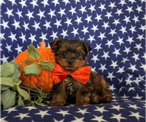 YorkiePoo Puppy for sale in LINCOLN UNIVERSITY, PA, USA