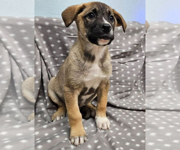 Medium Photo #7 Mutt Puppy For Sale in Lake Forest, CA, USA